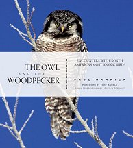 Owl and the Woodpecker